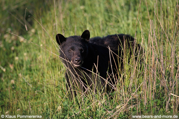 Schwarzbär / Black Bear (Ursus americanus)