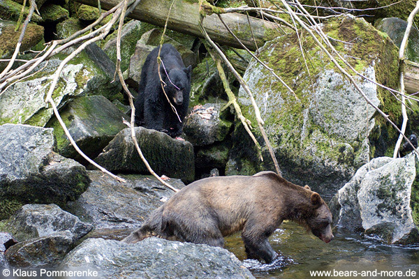 Begegnung von Grizzly und Schwarzbär / Grizzly and Black Bear encounter