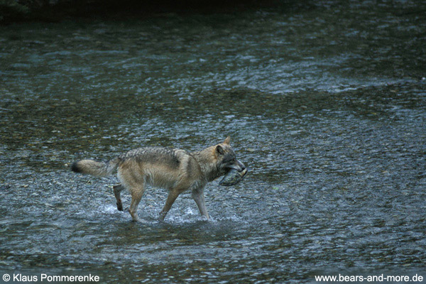 Wolf / Wolf (Canis lupus)