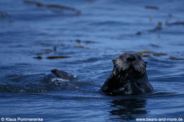 Seeotter / Sea Otter (Enhydra lutris)