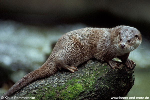 Fischotter / River Otter (Lutra canadensis)