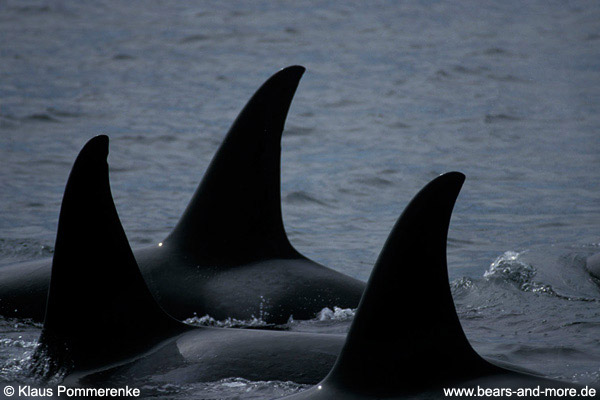 Orca · Schwertwal / Orca (Orcinus orca)