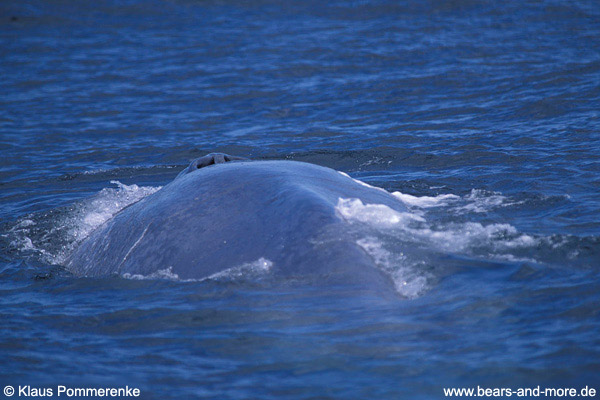 Blauwal / Blue Whale (Balaenoptera musculus)