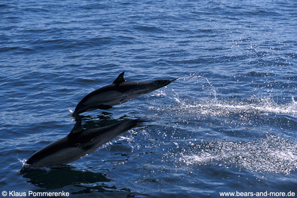Delfin / Common Dolphin (Delphinus delphis)