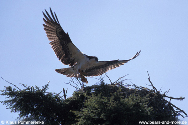 Fischadler / Osprey (Pandion haliaetus)