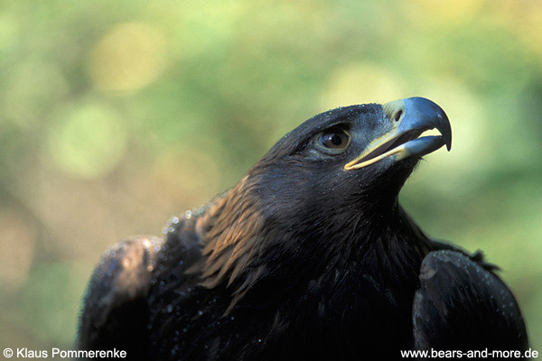 Steinadler / Golden Eagle (Aquila chrysaetos) [C]