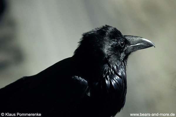 Kolkrabe / Common Raven (Corvus corax)