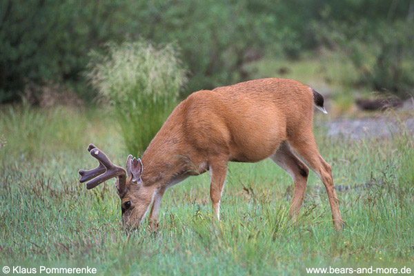Schwarzwedelhirsch / Sitka Black-tailed Deer (Odocoileus hemionus sitkensis)