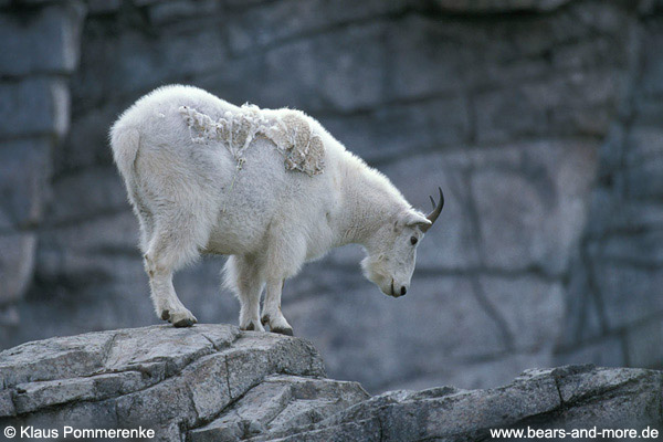 Schneeziege / Mountain Goat (Oreamnos americanus) [C]