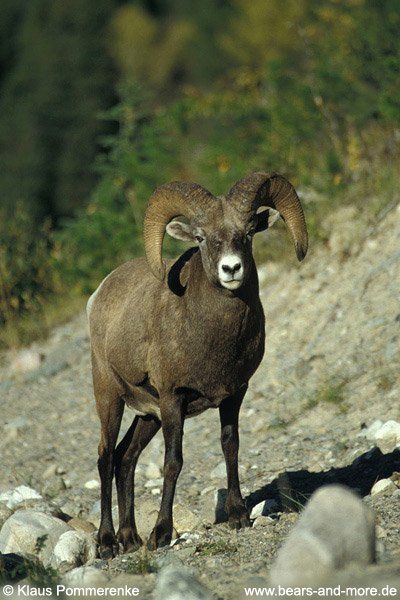 Dickhornschaf / Bighorn Sheep (Ovis canadensis)