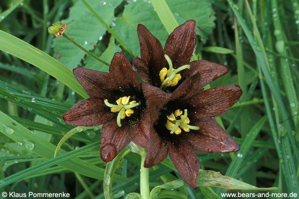 Sarana-Lilie / Chocolate Lily (Fritillaria camschatcensis)