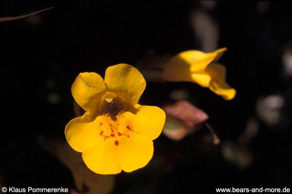 Gauklerblume / Yellow Monkey-Flower (Mimulus guttatus)