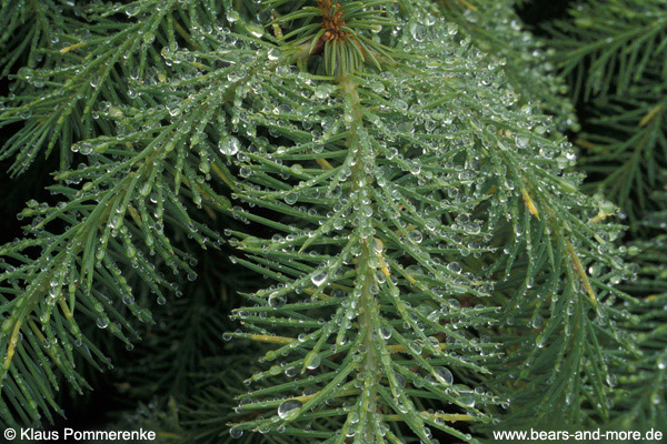 Sitka-Fichte / Sitka Spruce (Picea sitchensis)