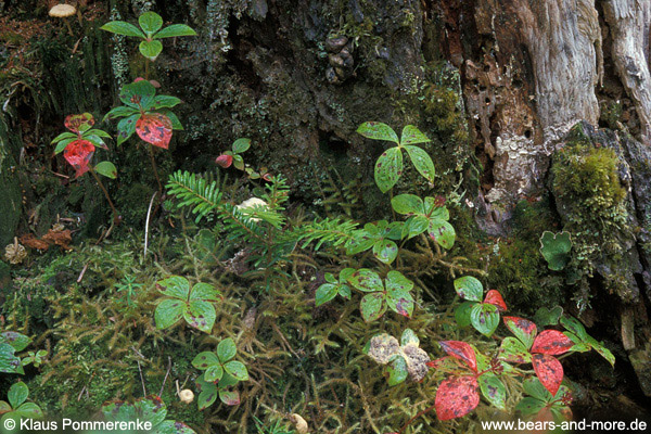 Kanadischer Hartriegel / Bunchberry · Dwarf Dogwood (Cornus canadensis)