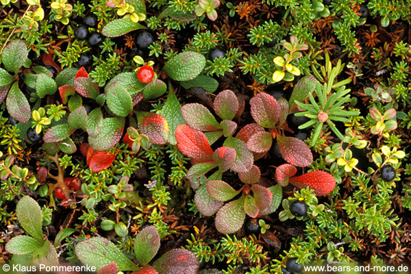 Tundra-Vegetation (Empetrum nigrum, Vaccinium vitis-idaea, Arctostaphylos alpina, Ledum groenlandicum)