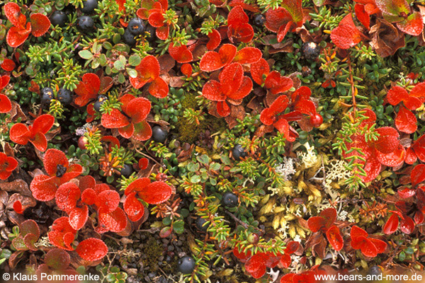 Tundra-Vegetation (Empetrum nigrum, Cladonia arbuscula, Arctostaphylos alpina)