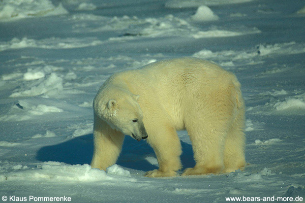 Eisbär / Polar Bear (Ursus maritimus) [C]