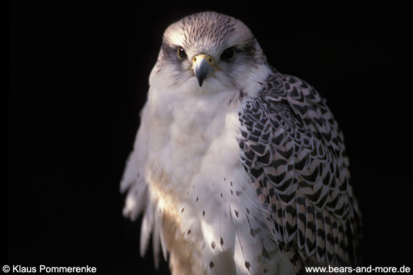 Gerfalke / Gyr Falcon (Falco rusticolus) [C]