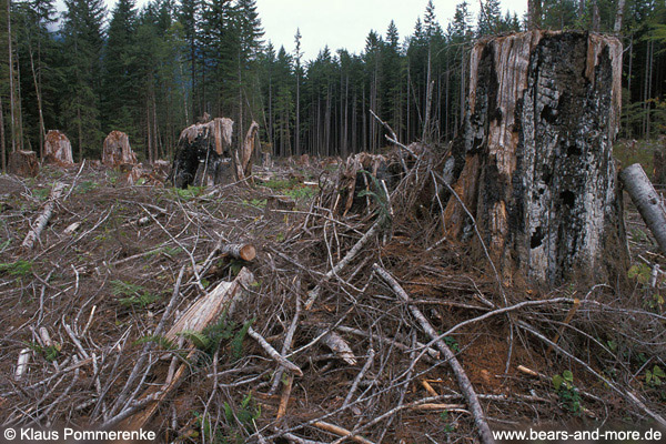Kahlschlag alter Bäume und Sekundärwald / Clearcut in old-growth forest and second-growth trees