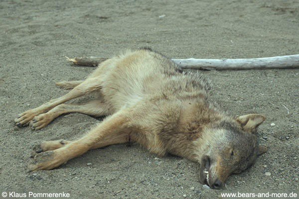 Erschossener Wolf im Great Bear Rainforest / Killed wolf in the Great Bear Rainforest