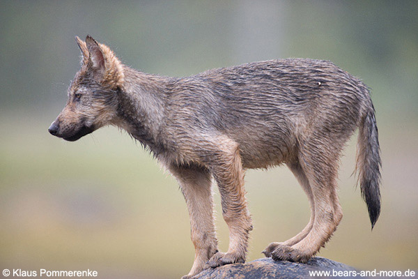 Wolfswelpe / Wolf Pup