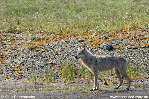 Wölfin / Female Wolf
