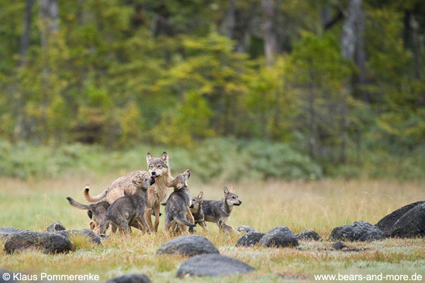 Wolfswelpen betteln um Futter / Wolf Pups begging for food