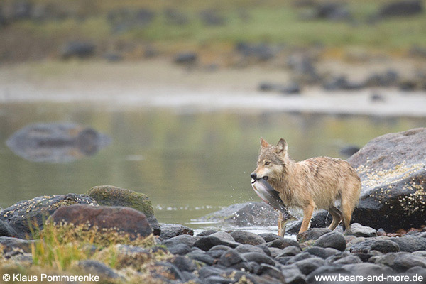 Wölfin fängt Buckellachs / Female Wolf catching Pink Salmon
