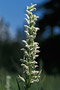 Waldhyazinthe / White-Bog-Orchid (Platanthera dilatata)