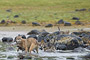 Wolfsrudel auf Lachsfang / Wolf Pack catching Salmon