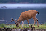 Hirsche u. a. Paarhufer / Deer and other Hoofed Mammals