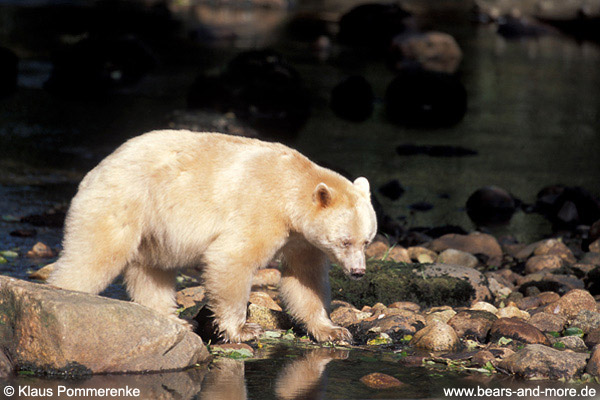 Spirit-Bär / Spirit Bear (Ursus americanus kermodei)