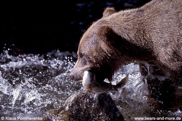 Grizzlybär / Grizzly Bear (Ursus arctos)
