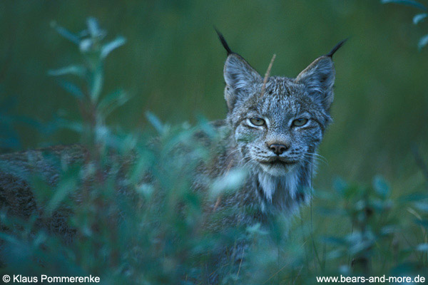 Luchs / Lynx (Lynx canadensis)