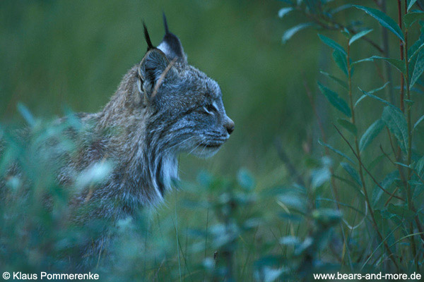 Luchs / Lynx (Lynx canadensis)