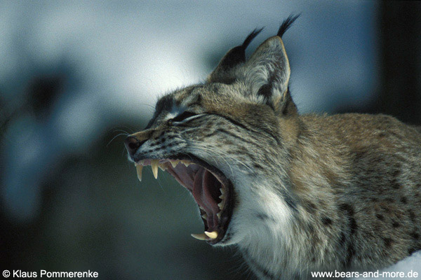 Luchs / Lynx (Lynx canadensis) [C]