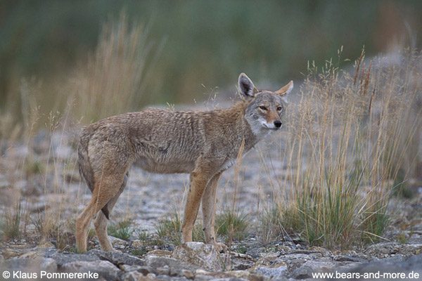 Coyote / Coyote (Canis latrans)