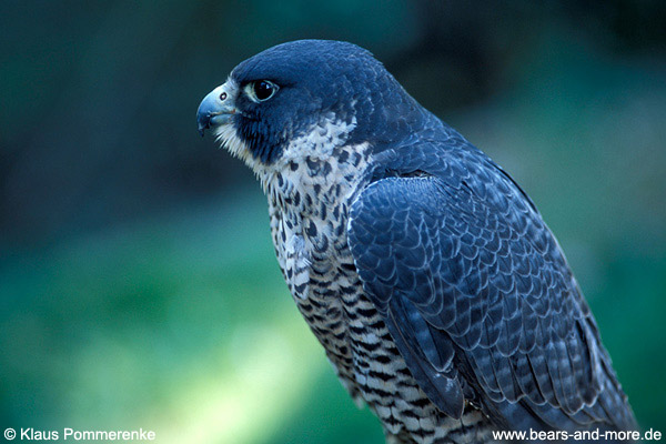 Wanderfalke / Peregrine Falcon (Falco peregrinus) [C]