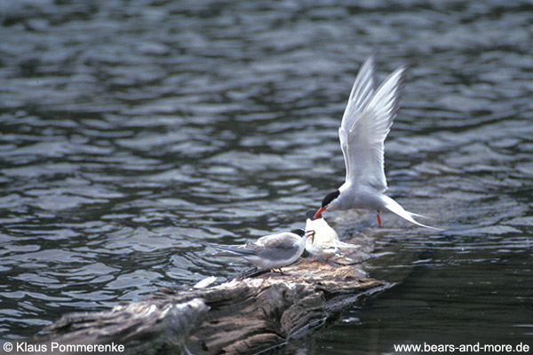 Küstenseeschwalbe / Arctic Tern (Sterna paradisaea)