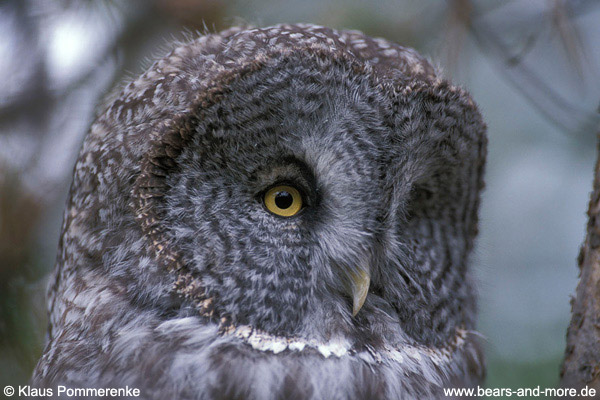 Bartkauz / Great Gray Owl (Strix nebulosa) [C]