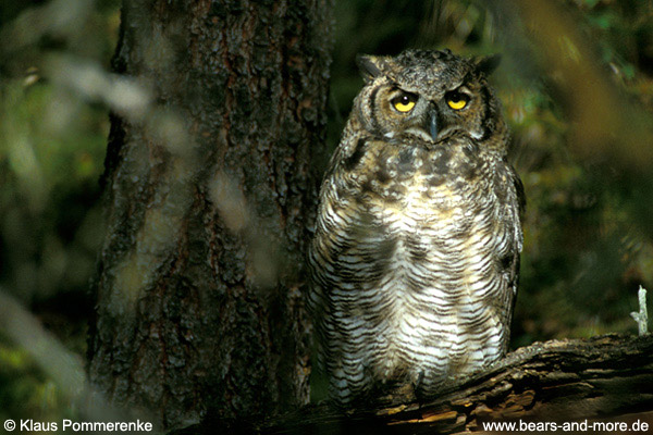 Amerikanischer Uhu / Great Horned Owl (Bubo virginianus)