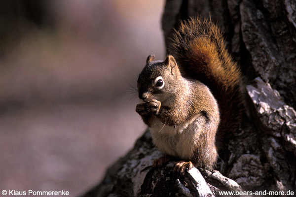 Rothörnchen / Red Squirrel (Tamiasciurus hudsonicus)