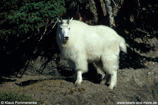 Schneeziege / Mountain Goat (Oreamnos americanus)
