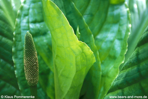 Gelbe Scheinkalla / Skunk Cabbage (Lysichiton americanum)