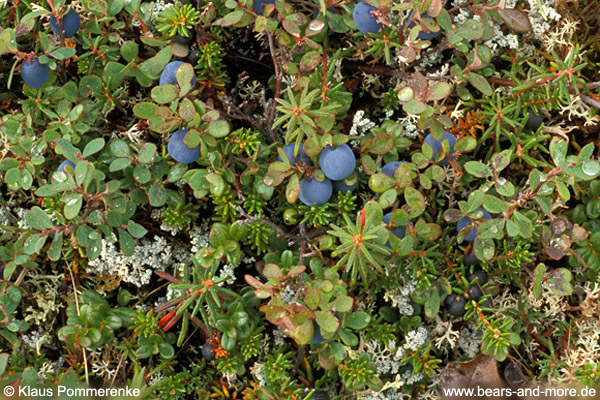 Tundra-Vegetation (Empetrum nigrum, Vaccinium uliginosum, Cladonia arbuscula, Ledum groenlandicum)