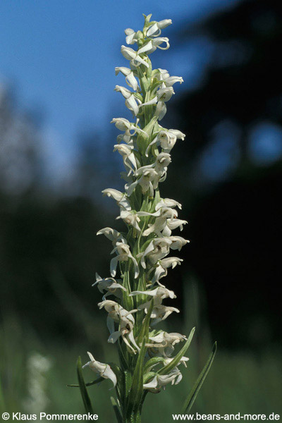 Waldhyazinthe / White-Bog-Orchid (Platanthera dilatata)