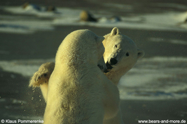 Eisbär / Polar Bear (Ursus maritimus)