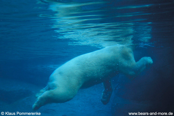 Eisbär / Polar Bear (Ursus maritimus) [C] [C]