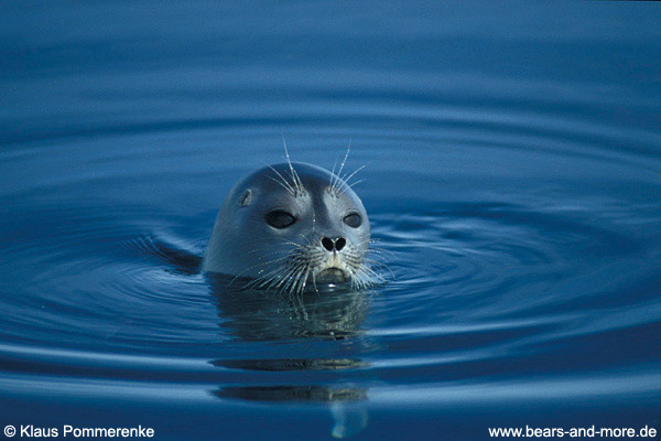 Ringelrobbe / Ringed Seal (Phoca hispida)