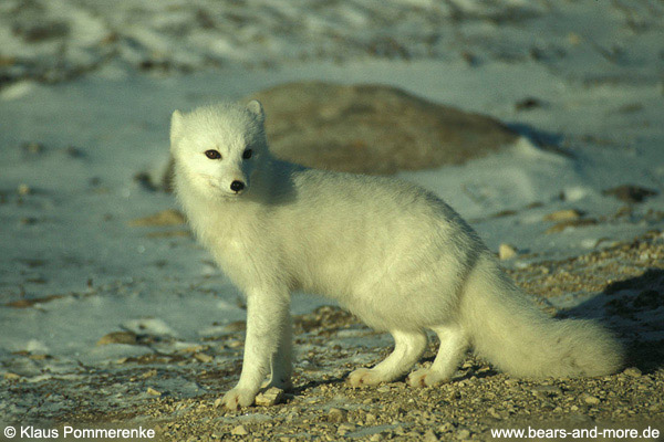 Eisfuchs / Arctic Fox (Alopex lagopus)